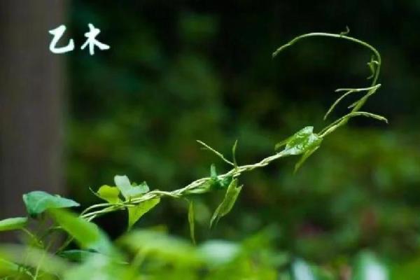探讨1999年城头土命兔的命理特征与人生轨迹