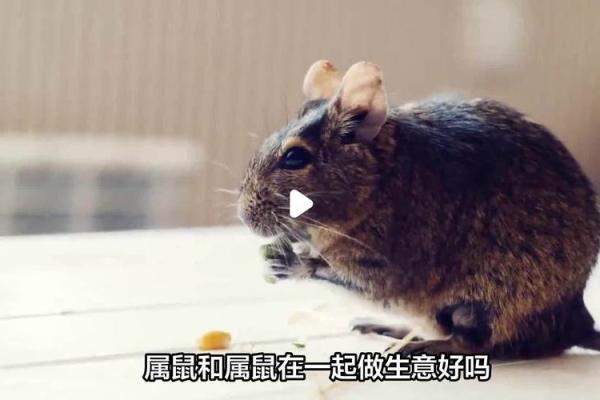 探秘24岁生肖与命运：走进属鼠人生的奥秘