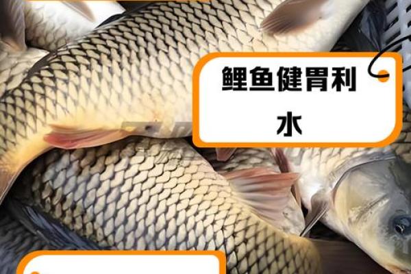 木命人士养什么鲤鱼最合适？探寻最佳选择与养殖技巧！
