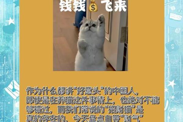 根据命理选择适合你的猫咪，开启幸福养猫生活！