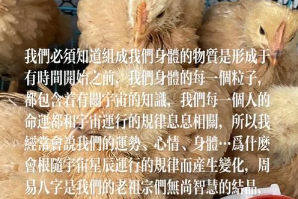 兔丈夫的媳妇命运：揭示家庭与婚姻的奥秘