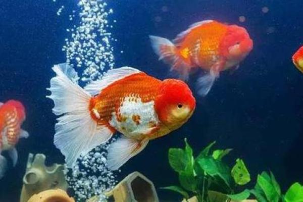 适合养风水鱼的命理解析：让你的生活更富贵!