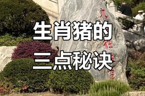 51岁属猪人的命运解析：智慧与机遇的交汇点