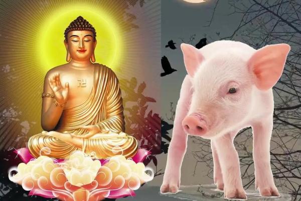 1983年属猪人的命理与人生解析：智慧与财富齐飞