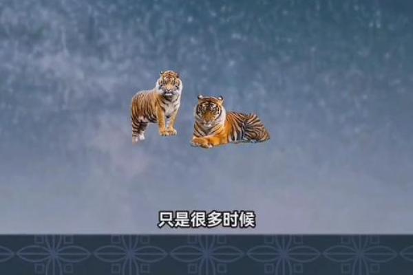 1994年出生的属虎人，命运与性格解析