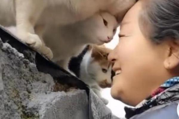 解读幸福之命：与你的动物灵魂相伴的旅程