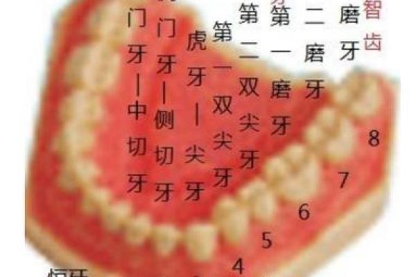 牙齿与命运：多少颗牙齿暗示着你的命型与性格