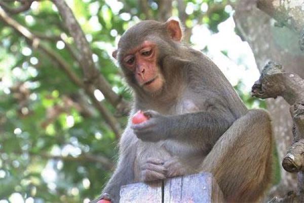 1992年出生的猴子命运解析：一场神秘的动物传奇之旅