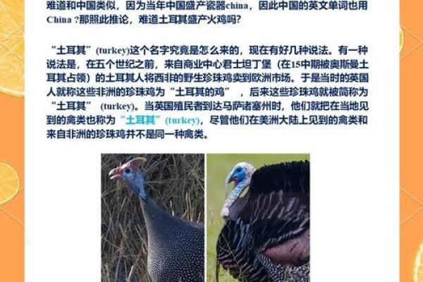 探索2017年出生的“火鸡”命运与性格特征