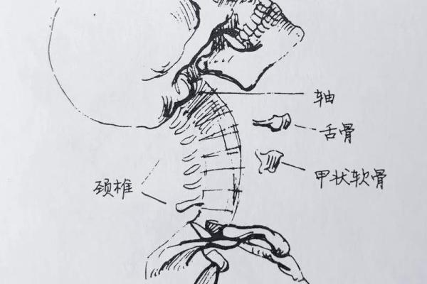 探秘头骨凹陷的奥秘：揭示命运与性格的深层关联