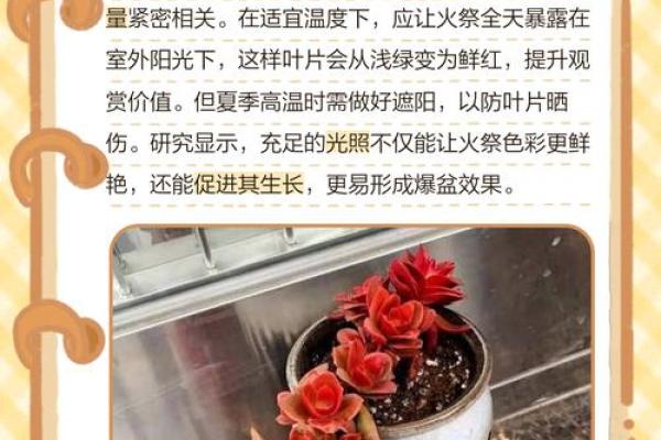 太阳火命与植物的完美搭配，如何选择适合的盆栽？