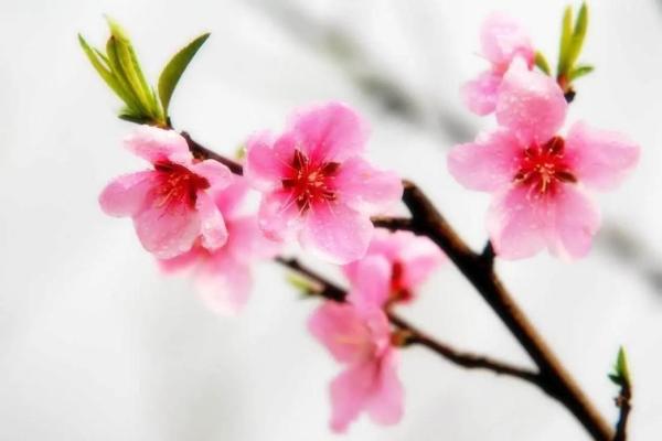 喜欢桃花的女人命运解析：花开富贵，桃色运势揭秘！