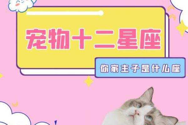 天火命的你，最适合养哪些热情宠物？
