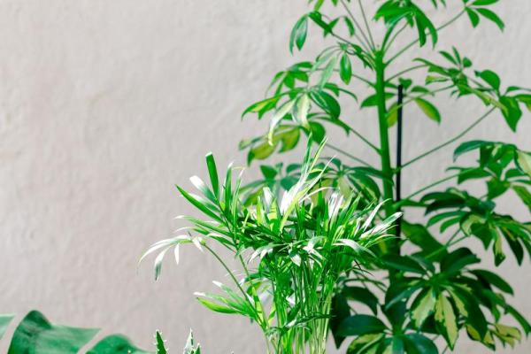 水命人士必备：助你吉祥安康的植物推荐与养护指南