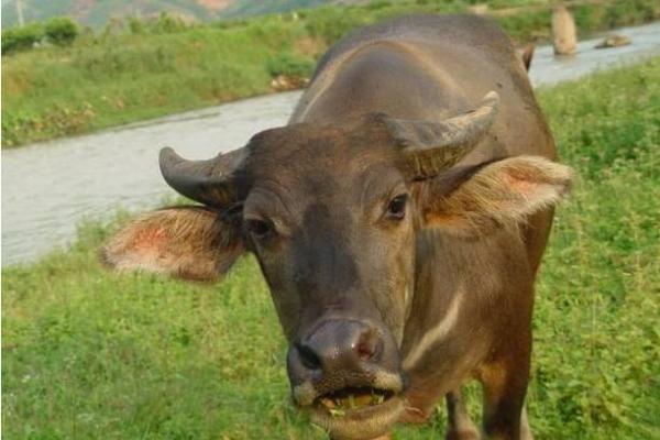 1998年生肖牛的人生运势与命理解析：你是一头怎样的牛？
