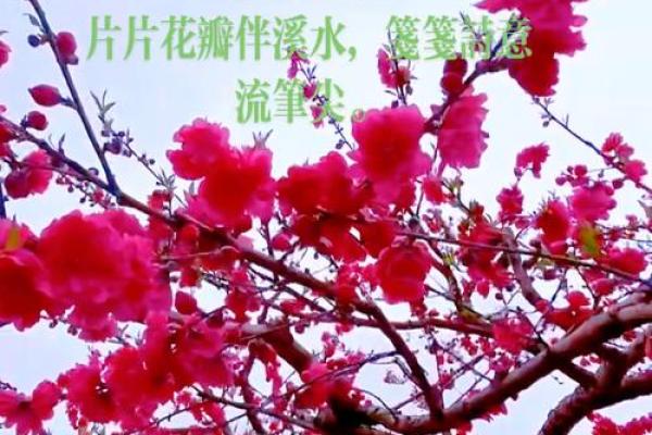 烂命桃花女孩：爱情与成长的绚烂花瓣