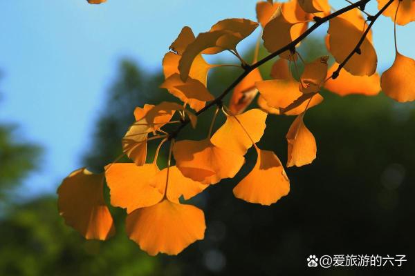 命里喜火木的人生开启：寻找光明与生机的旅程