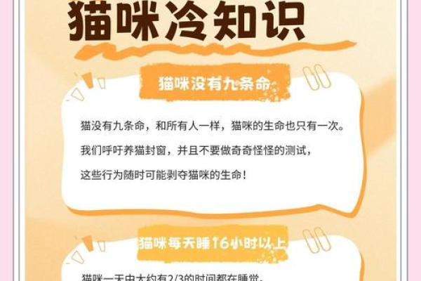 九条命的传奇：揭秘猫咪的神秘生死观