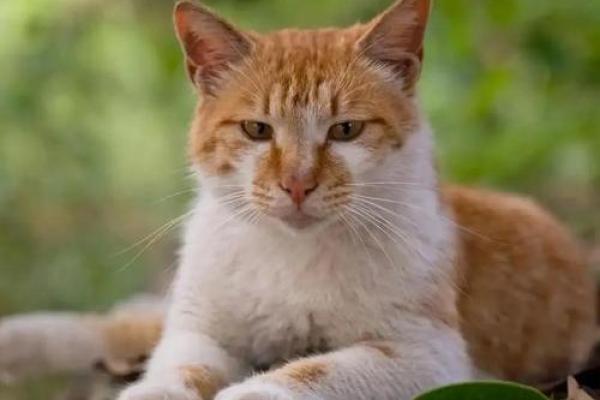 九条命的传奇：揭秘猫咪的神秘生死观