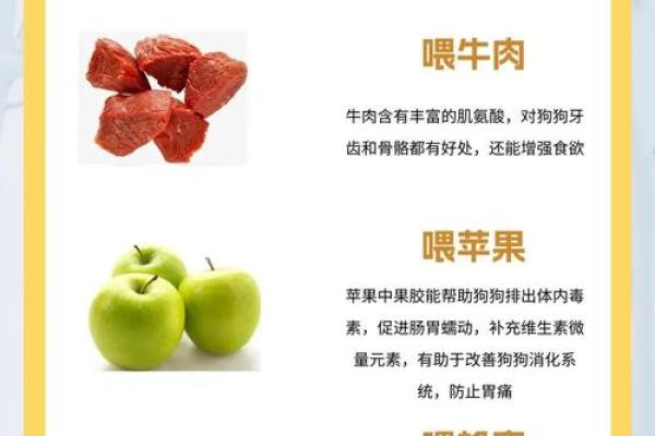 探秘28岁狗狗的命运：你的毛孩是否能享受幸福长寿？