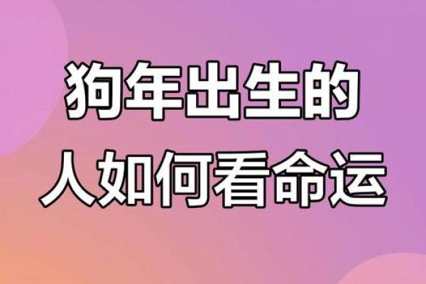 2015年属狗的命运解析：运势、性格与未来展望