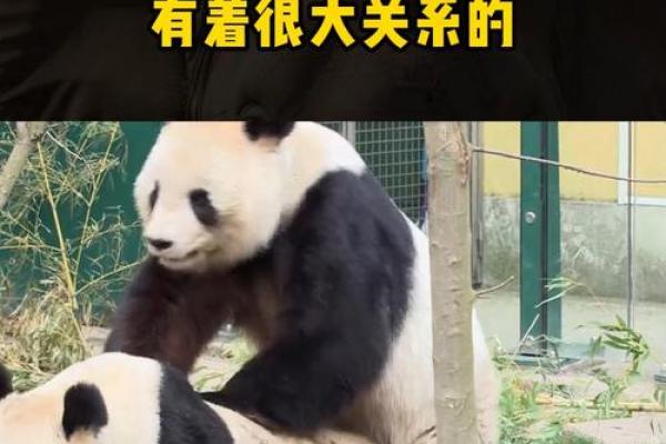 熊猫为什么没有猴子命：从进化看大自然的选择与差异