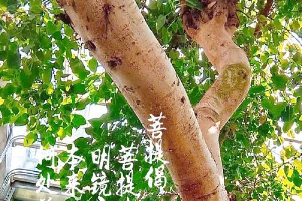 木命者的菩提选择：如何选对菩提提升修行与气运