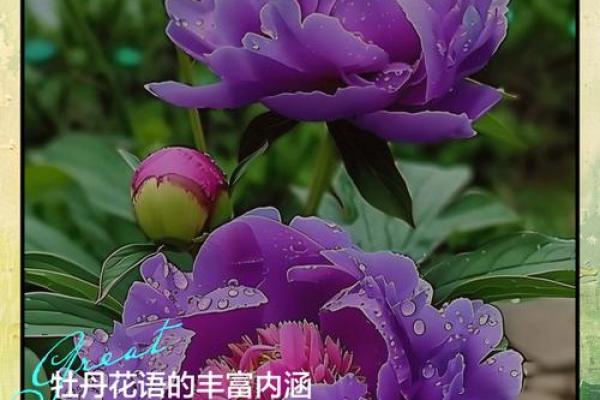 探寻爱、命与花的深邃内涵与人生寓意