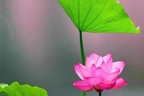 女生荷花命：优雅与坚韧的完美结合，探寻内心的宁静与智慧
