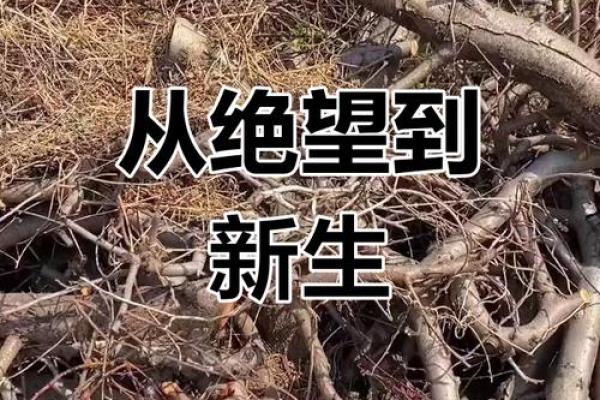 被烧伤的命里注定：生命的重生与灵魂的洗礼