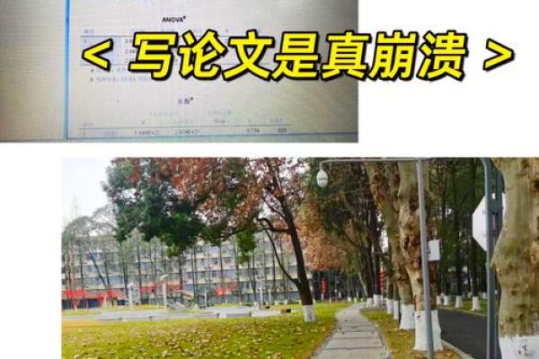 31岁那年出生的命运解析：揭秘你的生命之旅