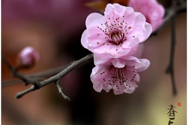 春天的呼唤：1978年4月17日的生命赋予我们的启示