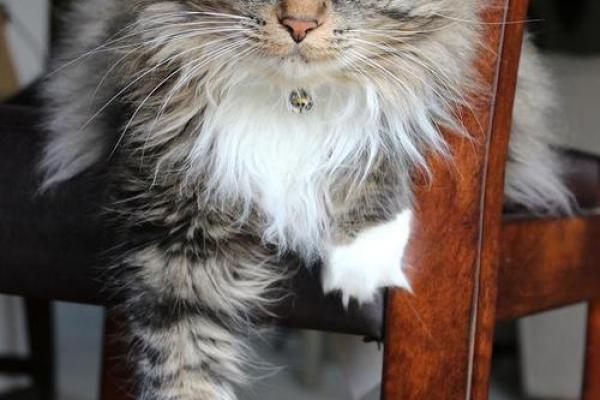 神秘的九条命：揭秘猫咪的生存之道