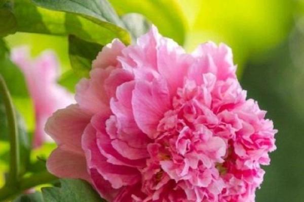 惊蛰前后出生的命理解析:如何影响人生轨迹 惊蛰前后出生的命理解析:如何影响人生轨迹