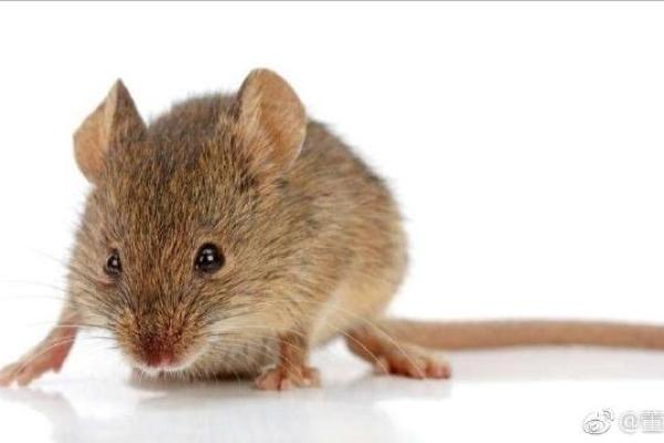 水鼠命:1996年出生的人生解析与命运指南 水鼠命:1996年出生的人生解析与命运指南