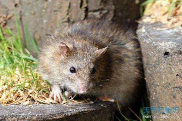 水鼠命:1996年出生的人生解析与命运指南 水鼠命:1996年出生的人生解析与命运指南