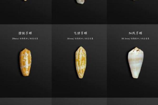 手上几个螺,揭示你的命运之谜! 手上几个螺,揭示你的命运之谜!