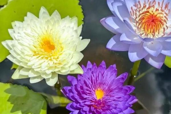 海中金命的人适合养哪些花,提升运势与气质! 海中金命的人适合养哪些花,提升运势与气质!