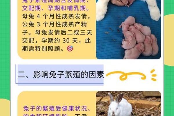 2003年兔年命理解析:揭示兔子的性格与命运之谜 2003年兔年命理解析:揭示兔子的性格与命运之谜