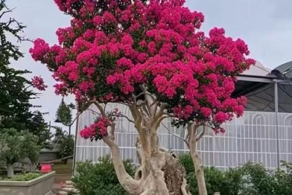 探讨紫薇命运:为何紫薇命总被认为不好运? 探讨紫薇命运:为何紫薇命总被认为不好运?