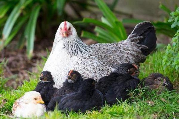 93年男鸡命运分析：如何把握人生的黄金期