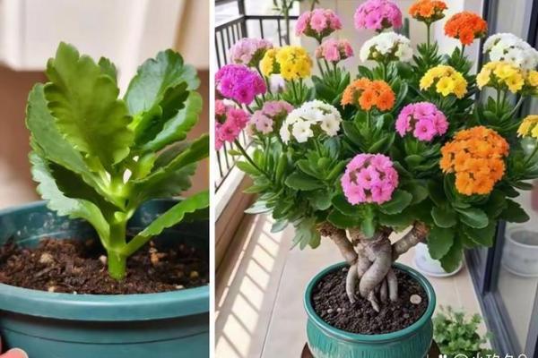 土命之人适合种植的花草推荐,让你的生活更加丰富多彩! 土命之人适合种植的花草推荐,让你的生活更加丰富多彩!