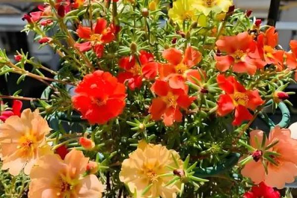 土命之人适合种植的花草推荐,让你的生活更加丰富多彩! 土命之人适合种植的花草推荐,让你的生活更加丰富多彩!