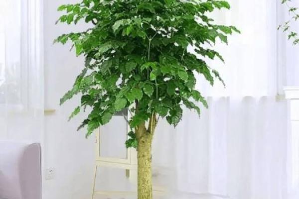 属狗火命人士适合养的植物及其寓意