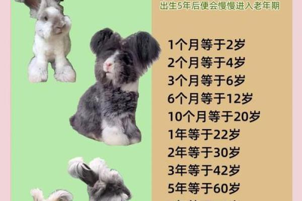 1999年兔年出生的人:命运、性格与生活指南 1999年兔年出生的人:命运、性格与生活指南