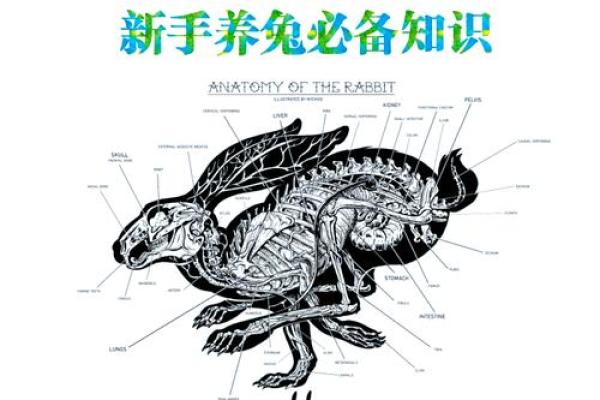 深入解读：1979年兔子的命运与性格特征