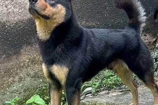 1994年戌土狗的命运解析：慎防风波，掌控人生转折点！