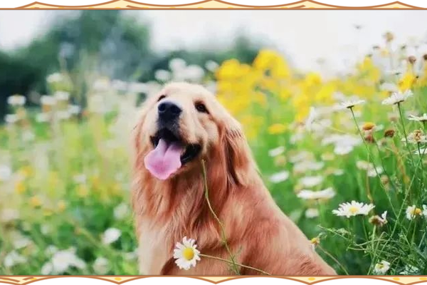 午时出生的狗:命运与性格探秘,幸福犬生的秘密! 午时出生的狗:命运与性格探秘,幸福犬生的秘密!