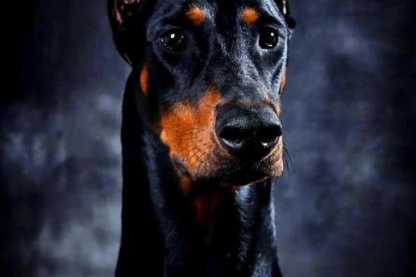 午时出生的狗:命运与性格探秘,幸福犬生的秘密! 午时出生的狗:命运与性格探秘,幸福犬生的秘密!