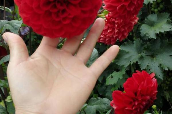 金命者的颜色选择：为你的人生增添光彩的色彩之旅